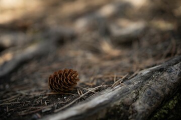 Close up of a pine cone sits on the ground amongst a collection of twigs in a forest setting