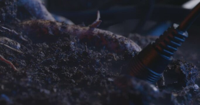 Closeup of a Roly-poly (Armadillidiidae) walking on the soil