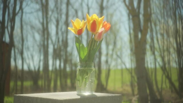 Beautiful tulips put in the glass jar outdoors with trees in the sunny blurry background