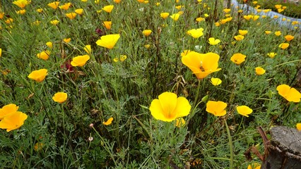 Eschscholzia californica also known as Californian Poppy, sunlight, goldenpoppy, Pavot de Californie