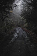Winding road in a dark and foggy forest at night, illuminated by a faint light
