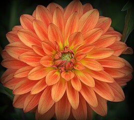 an orange flower that i took on a photo shoot in the garden