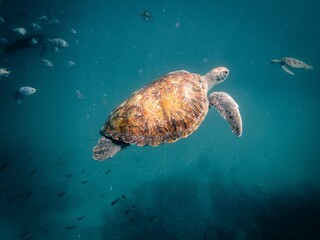 Sea turtle swimming in crystal clear water