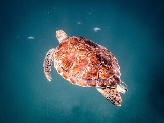 Sea turtle swimming in crystal clear water