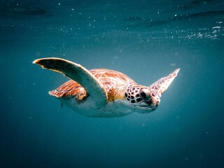 Sea turtle swimming in crystal clear water - Powered by Adobe