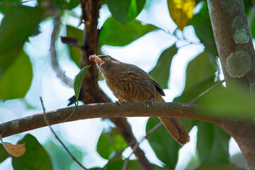 Yellow billed babbler