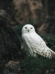 Fototapeta premium White owl sitting on top of a lush green field