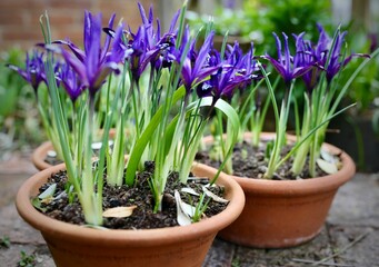 Exquisite flowers of Iris reticulata Blue Note one of the most elegant dwarf Irises