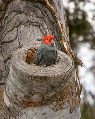 Small red-grey Gang-gang cockatoo bird with perched atop a tree stump