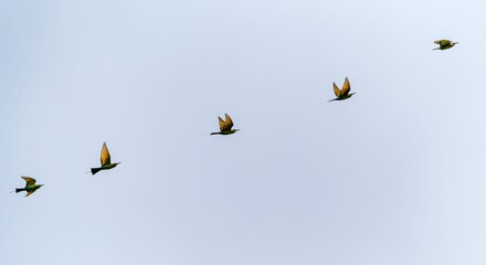 Large group of birds soaring high in the bright blue sky - Powered by Adobe