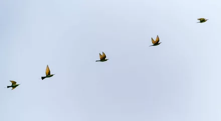 Foto op Plexiglas Large group of birds soaring high in the bright blue sky © Wirestock
