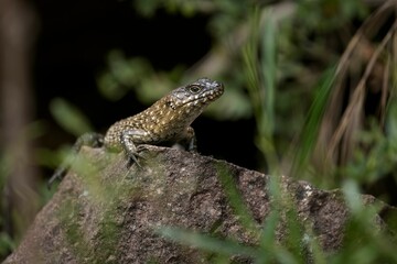 Cunningham's spiny-tailed skink lizard on a rocky ledge
