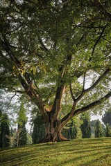 Obraz premium Vertical shot of a tall tree in a lush park in Sri Lanka