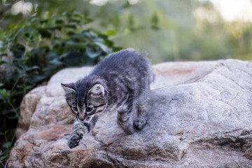 The Kitten Exploring the World
