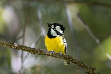 Close-up of a yellow shriketit bird perched on a thin twig