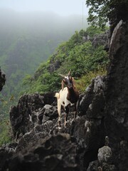 there is a goat standing on a rocky hill side next to the woods