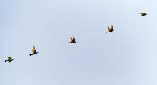 Large group of birds soaring high in the bright blue sky