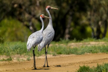 Two Brolgas standing side by side on a dry, unpaved road.