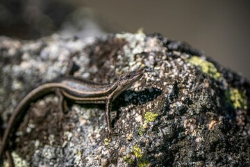 Skink perched atop a cluster of moss-covered rocks.