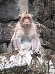 Macaque at Bayon Temple