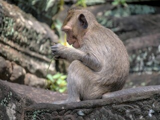 Obraz premium Young macaque monkey eating