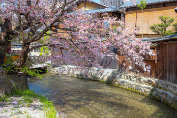 Beautiful full bloom cherry blossom at Shinbashi dori in Kyoto, Japan. It's the place where...