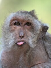 Aging, a macaque monkey