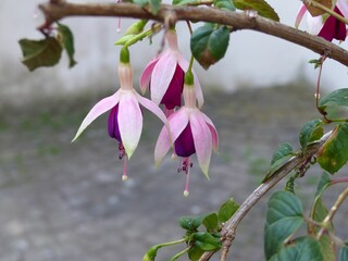 Blooming Fuchsia flower with vibrant green leaves set