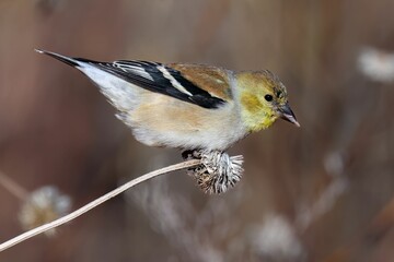 Closeup of a bright yellow American goldfinch perched on a tree branch, with a blurred background
