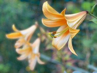 Closeup Shot of a beautiful lily flower with its delicate yellow petals and vivid center