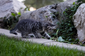 The Kitten Exploring the World

