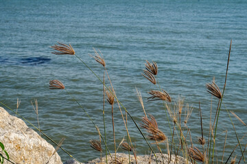 Reeds on the beach on a hot sunny day.