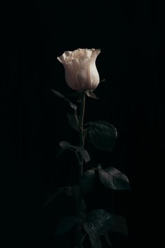 Vertical closeup of a white rose on a dark background
