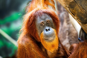 Closeup of an orangutan perched atop a tree in a lush tropical forest.