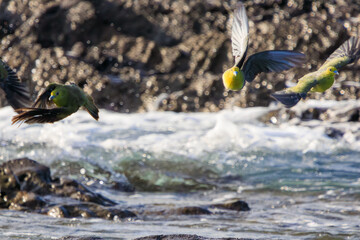 海水のミネラル分を摂取するため、山から波打ち際に飛来してくる美しいアオバト（ハト科）の群れ。
神奈川県の天然記念物に指定。
神奈川県中郡大磯町照ヶ崎海岸にて。
2023年10月21日撮影。

A flock of beautiful White-bellied Green Pigeon fly into the surf from the mountains to ingestion with m
