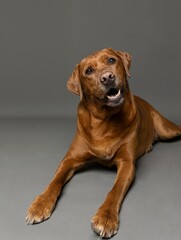 Vertical shot of an adorable brown laying on a gray surface