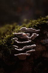 mushrooms on a tree log
