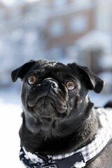 Adorable black pug stands in a wintery landscape