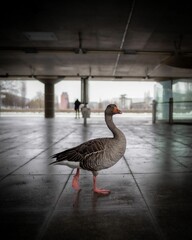 Greylag goose is walking along a wet pavement under a bridge.