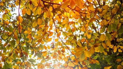 Bright sunny day with the sun casting a warm glow through the green leaves of a deciduous tree