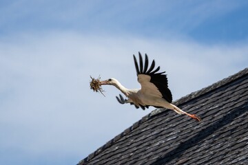 White stork (Ciconia ciconia) carrying a twigs for building a nest in its beak