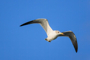 飛翔する美しいウミネコ（カモメ科）。

神奈川県中郡大磯町照ヶ崎海岸にて。
2023年10月21日撮影。

Beautiful Black-tailed Gull in flight.

At Terugasaki Beach, Oiso Town, Naka-gun, Kanagawa-pref, Japan,
photo by October 21, 2023.

