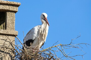 White stork (Ciconia ciconia) standing atop a pile of dry twigs, looking off to the side