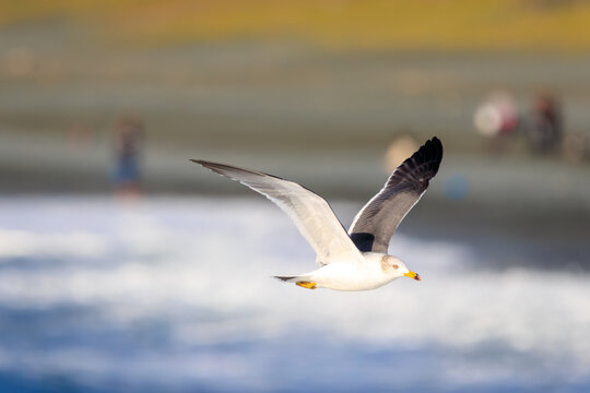 飛翔する美しいウミネコ（カモメ科）。

神奈川県中郡大磯町照ヶ崎海岸にて。
2023年10月21日撮影。

Beautiful Black-tailed Gull in flight.

At Terugasaki Beach, Oiso Town, Naka-gun, Kanagawa-pref, Japan,
photo by October 21, 2023.
