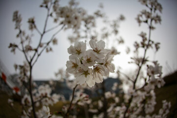 대학캠퍼스에 흐드러지게 핀 벚꽃과 꽃잎들