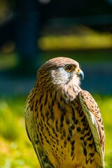 Common kestrel portrait