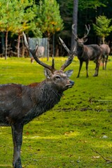 Male Sika deer adult