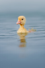 Innocent duckling swimming in the water happily. Animal closeup