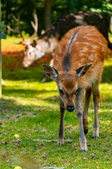 Sika Deer Fawn in the park with family