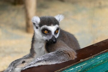 ring-tailed lemur at Howletts Zoo